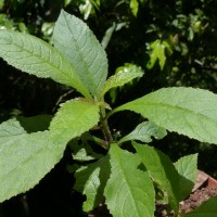 Pluchea paniculata (Willd.) Karthik. & Moorthy